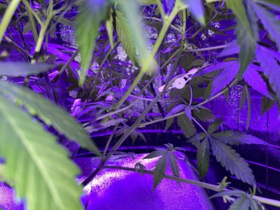 863A926E-EB8E-4A2D-B575-53310A64152A.jpeg 863A926E-EB8E-4A2D-B575-53310A64152A.jpeg