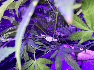 95D96BBF-4BF7-49F3-883E-AA7650CB50B4.jpeg 95D96BBF-4BF7-49F3-883E-AA7650CB50B4.jpeg