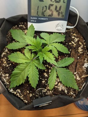 PXL_20230630_085705959.MP.jpg PXL_20230630_085705959.MP.jpg