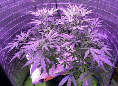 1894B595-5C29-46D9-A445-9EA952A1136C.jpeg 1894B595-5C29-46D9-A445-9EA952A1136C.jpeg