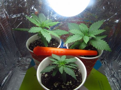 photo_2023-07-01_15-43-55.jpg photo_2023-07-01_15-43-55.jpg