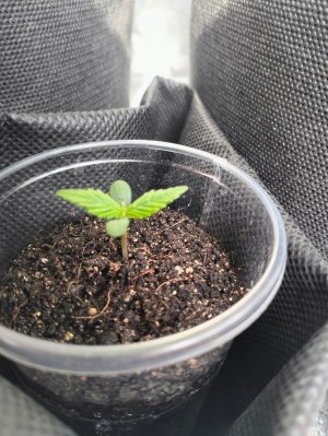 вейдж-3 дня.jpg