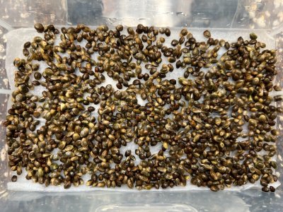 BBE6733F-D3B5-4FF4-A6BB-BBC6213FE7CB.jpeg BBE6733F-D3B5-4FF4-A6BB-BBC6213FE7CB.jpeg