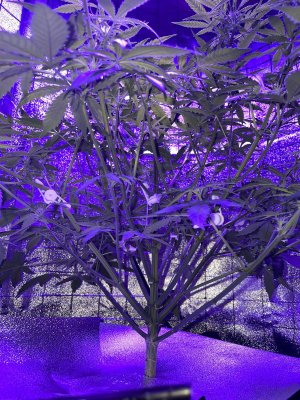 ADDBDA12-49A4-4572-A77D-4AB2B5688AF5.jpeg ADDBDA12-49A4-4572-A77D-4AB2B5688AF5.jpeg