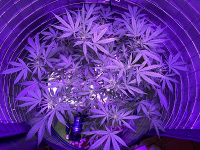 163278D5-CA85-4894-A9DD-A2E8E07C80D8.jpeg 163278D5-CA85-4894-A9DD-A2E8E07C80D8.jpeg