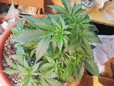 IMG20230704142903.jpg IMG20230704142903.jpg