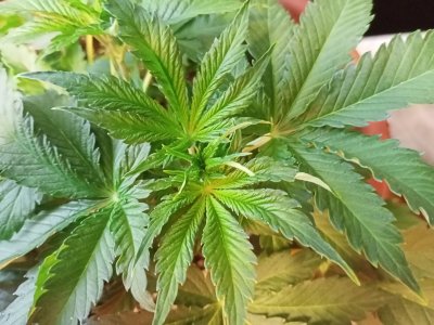 IMG20230704143015.jpg IMG20230704143015.jpg