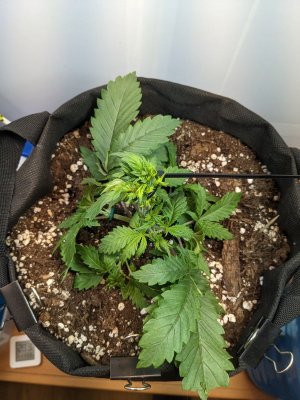 PXL_20230703_200138513.MP.jpg PXL_20230703_200138513.MP.jpg