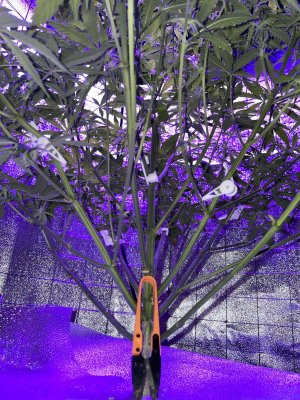 IMG_0919.JPG IMG_0919.JPG