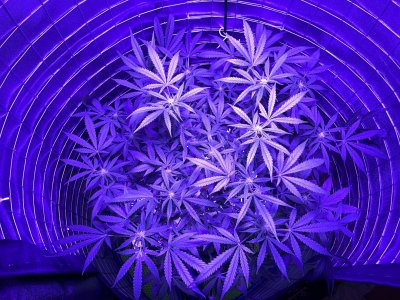 IMG_0920.JPG IMG_0920.JPG