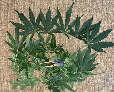 IMG_0923.jpg IMG_0923.jpg