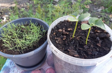 51B9EC43-13CB-40CA-8632-C6100356E092.jpeg 51B9EC43-13CB-40CA-8632-C6100356E092.jpeg