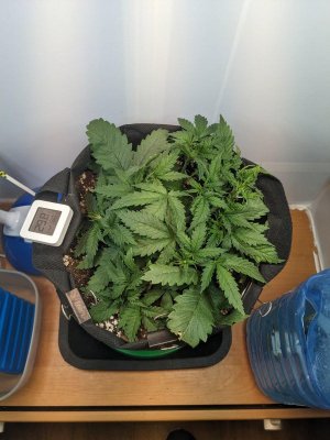 PXL_20230707_053129452.MP.jpg PXL_20230707_053129452.MP.jpg