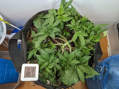 PXL_20230707_201528262.MP.jpg PXL_20230707_201528262.MP.jpg