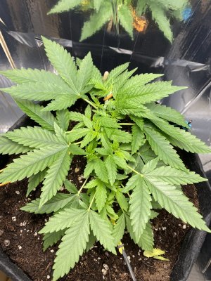 IMG_0676.jpeg IMG_0676.jpeg