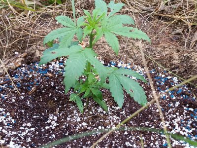 photo_2023-07-09_20-38-14.jpg photo_2023-07-09_20-38-14.jpg