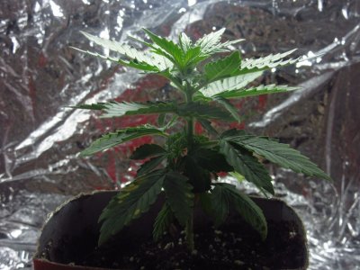 photo_2023-07-09_18-34-31 (2).jpg photo_2023-07-09_18-34-31 (2).jpg