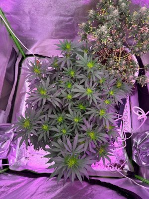 D0676572-6916-46E7-B6D4-FB98D086562E.jpeg D0676572-6916-46E7-B6D4-FB98D086562E.jpeg