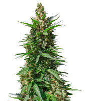 1638795605755.png 1638795605755.png