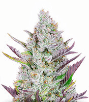 1638795617267.png 1638795617267.png