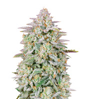 1638795630454.png 1638795630454.png