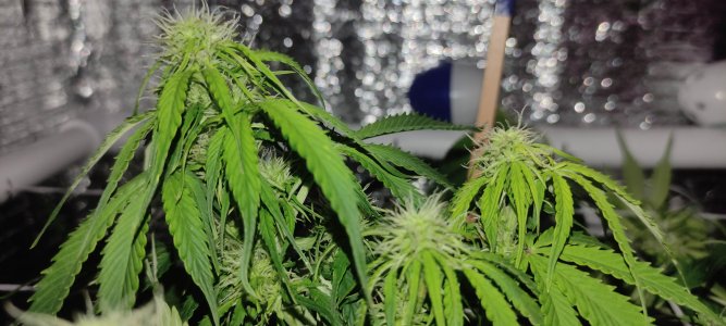 1639573423894.jpg 1639573423894.jpg