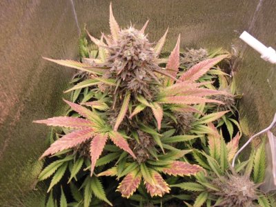 DSC00170.JPG DSC00170.JPG