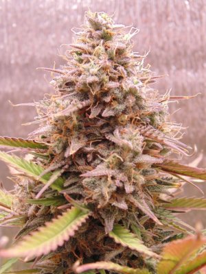 DSC00174.JPG DSC00174.JPG