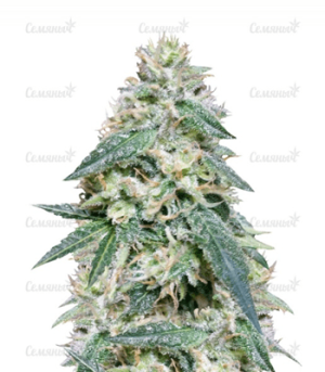 1640769950543.png 1640769950543.png