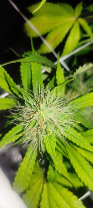 1640803896800.jpg 1640803896800.jpg