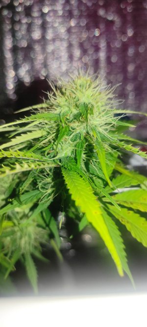 1640803896872.jpg 1640803896872.jpg