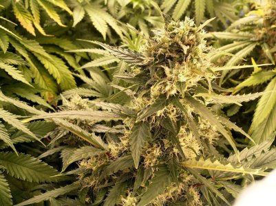 IMG_20220103_163547_759.jpg IMG_20220103_163547_759.jpg