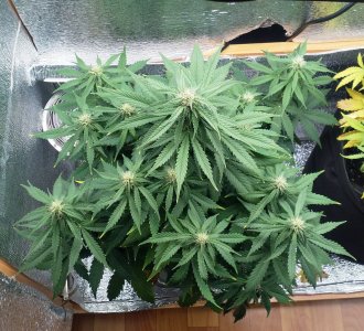 IMG_20220103_162221_953.jpg IMG_20220103_162221_953.jpg