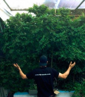 Tank_kust_marihuany__E2qyd4Q3JRTq3K1S.jpg Tank_kust_marihuany__E2qyd4Q3JRTq3K1S.jpg