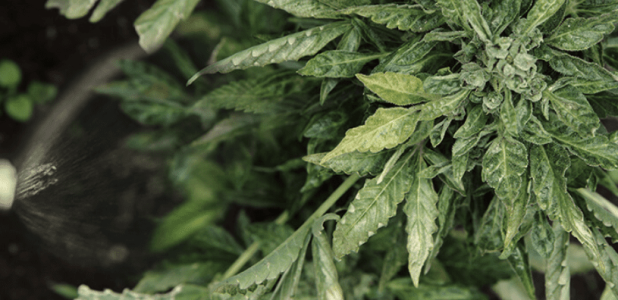 1641731369615.png 1641731369615.png