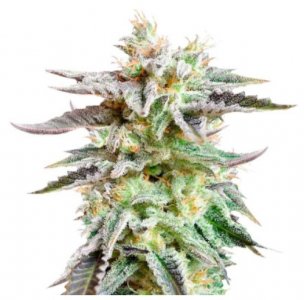 sugar black rose.jpg sugar black rose.jpg