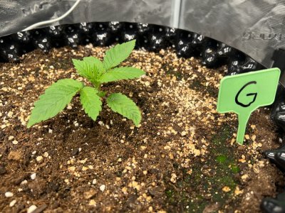 B79725FF-EA4C-4818-8BEB-9CD82BA2D226.jpeg B79725FF-EA4C-4818-8BEB-9CD82BA2D226.jpeg