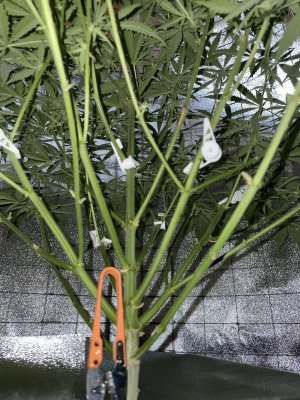 IMG_0964.JPG IMG_0964.JPG