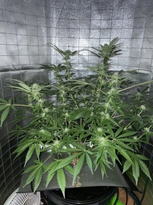 IMG_0966.JPG IMG_0966.JPG