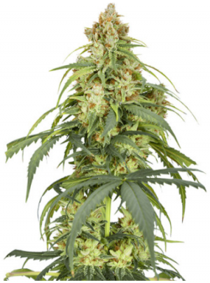 1689176005413.png 1689176005413.png