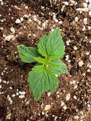 75FA3311-D8D0-4B5C-815D-D238ABDD49E3.jpeg 75FA3311-D8D0-4B5C-815D-D238ABDD49E3.jpeg