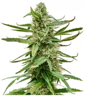 Runtz Auto.jpg Runtz Auto.jpg