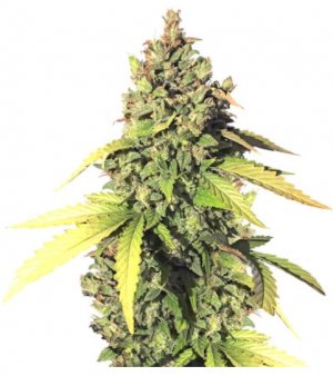 gorilla auto.jpg gorilla auto.jpg