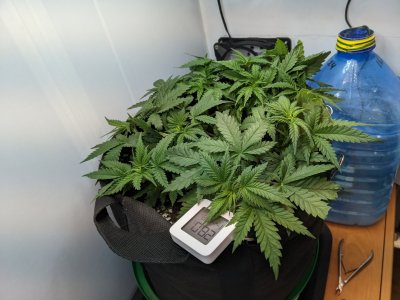 PXL_20230712_051058072.MP.jpg PXL_20230712_051058072.MP.jpg