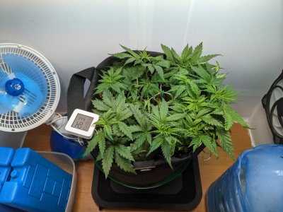 PXL_20230710_224444704.MP.jpg PXL_20230710_224444704.MP.jpg