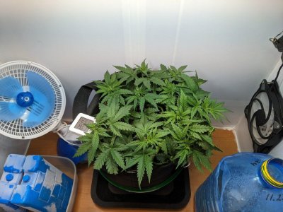 PXL_20230712_051051283.MP.jpg PXL_20230712_051051283.MP.jpg