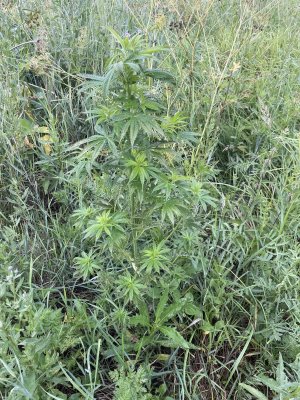 F8D9BAB0-8776-49B0-8718-E350CB64611E.jpeg F8D9BAB0-8776-49B0-8718-E350CB64611E.jpeg