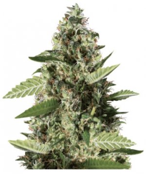 bruce banner #3.jpg bruce banner #3.jpg