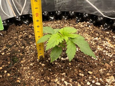 DD1B784B-3D8A-4290-9838-EF32AD51BF4A.jpeg DD1B784B-3D8A-4290-9838-EF32AD51BF4A.jpeg