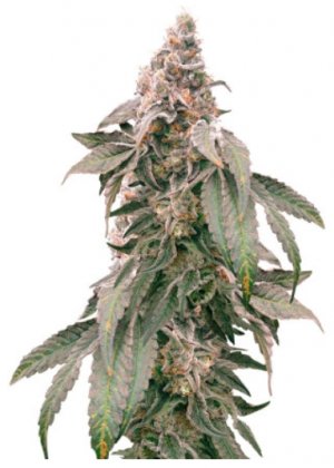 mimosa shot.jpg mimosa shot.jpg